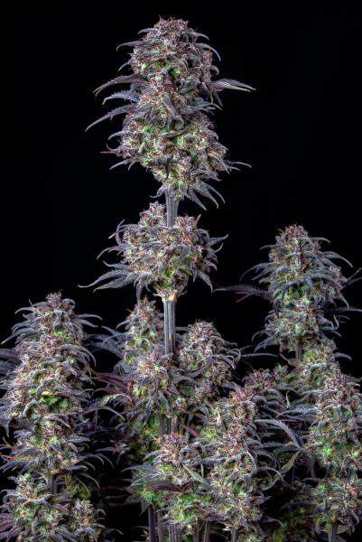 Samen 3x Original Blueberry Automatik Fast Buds
